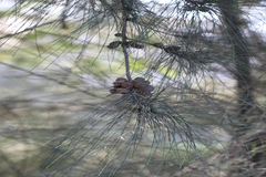 Casuarina equisetifolia